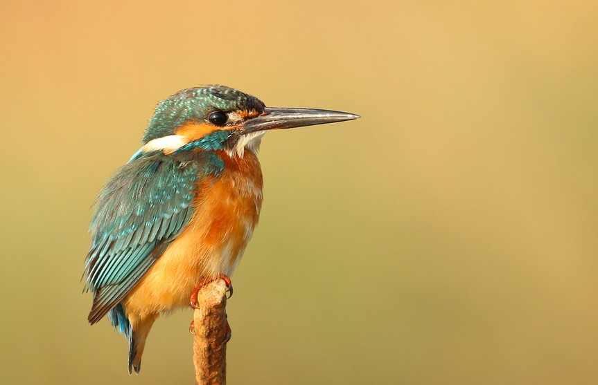 Snímek obrazovky 2025-11-18 172102